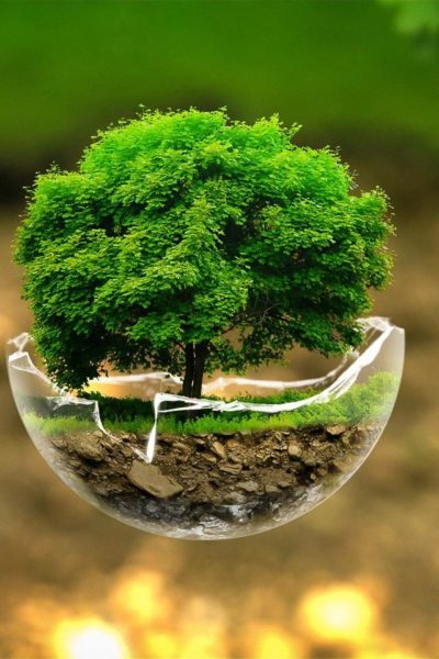 Forumul Moldo-Ceh dedicat dezvoltării sectorului energiei din biomasă va avea loc la Chişinău